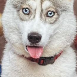 Siberian Huskies from Stoli Siberians