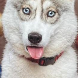 Siberian Huskies from Stoli Siberians