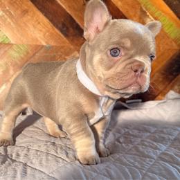 Chloe - Tricolors female French Bulldog puppy in Klamath Falls, Oregon from Brittany's French Bulldogs