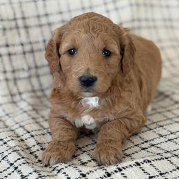 Jacky - Apricot female Goldendoodle puppy in Strasburg, Virginia from Shenandoah Valley Doodles
