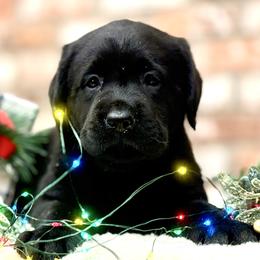 Christmas Star - Black female Labrador Retriever puppy in Dixon, California from Rosslyn Labradors (Rose-Line)