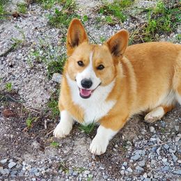 Peach - Pembroke Welsh Corgi