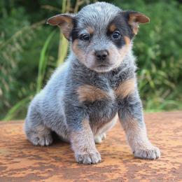 Lyric - Blue speckled female Australian Cattle Dog puppy in Waxahachie, Texas from MC Heelers
