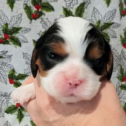 Mr Darcy AKC - Tri-color male Cavalier King Charles Spaniel puppy in Placerville, California from Quartz Mountain Doodles