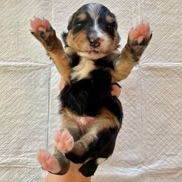 Traditional Tricolor 1 - Tri-color male Bernedoodle puppy in Brooksville, Florida from Kruger Doodles