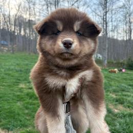 Yellow - Red and white female Siberian Husky puppy in Jonesborough, Tennessee from Dry Creek Siberians