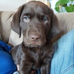 Dilute Retriever Puppies from Calizona Labs