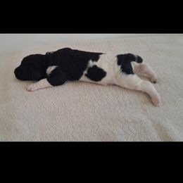 Poodle Puppies from Lyudmila's Standard Poodles
