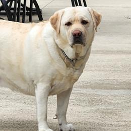 Labrador Retrievers from Heartfelt Love Labradors