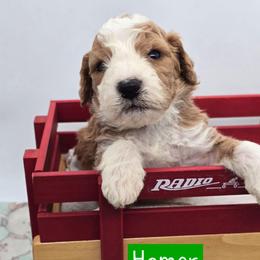 Homer - Red male Bernedoodle puppy in Neillsville, Wisconsin from Granton Creek