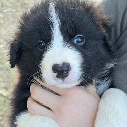Border Collie Puppies from Fire N Arrows Border Collies