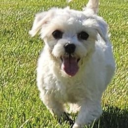 Angela - White female Maltese puppy in Monticello, Iowa from Ashley’s Puppies