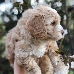 Cavapoo Puppies from The Cuddle Cavapoo Co.