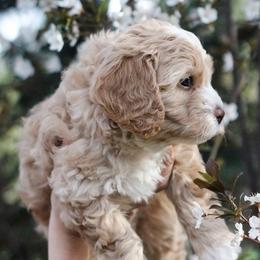 Cavapoo Puppies from The Cuddle Cavapoo Co.