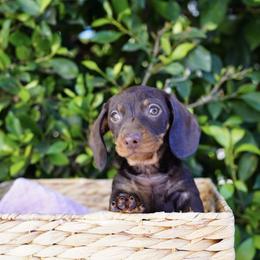 Coffee Crisp - Chocolate and tan female Dachshund puppy in Temecula, California from Naomi Magee's Dachshund Kennel