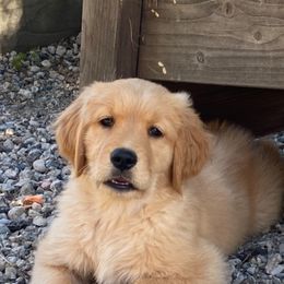 Golden Retriever Puppies from Copper Tail Golden Retrievers