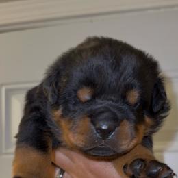 Pink girl - Black and mahogany female Rottweiler puppy in Auburn, California from Vom Haus Flores