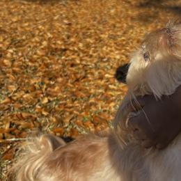 Shih Tzus from Precious Lil Tzus