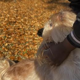 Shih Tzus from Precious Lil Tzus