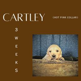 Cartley - Light golden female Golden Retriever puppy in El Campo, Texas from Starlight Goldens