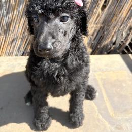Juliet (wMayra) - Silver female Poodle puppy in Meadowbrook, California from Standard Poodle Pups