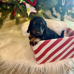 Boy 3 - Black phantom male Aussiedoodle puppy in Paradise, Texas from Diamond Z Poodles & Doodles