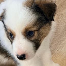 Prince Toby - Sable male Border Collie puppy in Lebanon, Oregon from Cahill’s Canines
