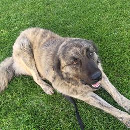 Cetane - Anatolian Shepherd Dog