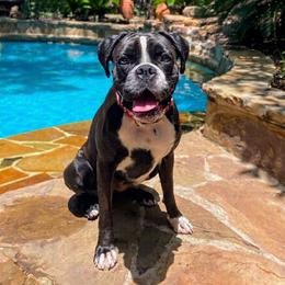 Stevie - Boxer