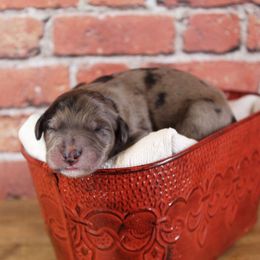 Bernedoodle Puppies from Caribou Doodles