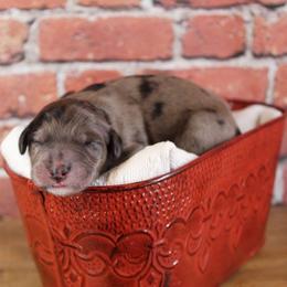 Bernedoodle Puppies from Caribou Doodles