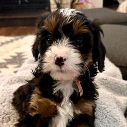 Violet collar girl - Tri-color female Bernedoodle puppy in Lake, Michigan from 3 King Doodles & Poodles