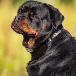 Lady - Rottweiler