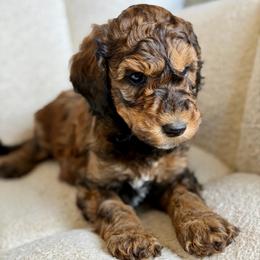 Shakira - Phantom female Goldendoodle puppy in Twin Falls, Idaho from Burrow & Bone
