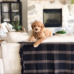 Goldendoodle and Poodle Puppies from Krispy Doodles