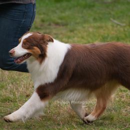 Australian Shepherds from Camas Creek Australian Shepherds