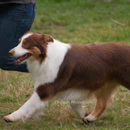 Australian Shepherds from Camas Creek Australian Shepherds