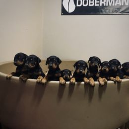 Doberman Pinscher Puppies from Pipe Creek Dobermans