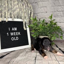 Princess Tiana - Black tri female Miniature Australian Shepherd puppy in Peoria, Arizona from B My Sunshines Mini Aussies