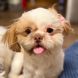 Buster - Sable and white male Shih Tzu puppy in Victorville, California from RUMBLE n TUMBLE