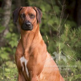 Piper - Rhodesian Ridgeback
