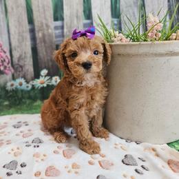 Hadie - Red  female Poodle puppy in Lebanon, Missouri from Leerose Puppies