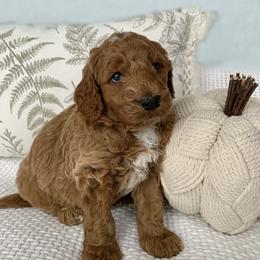 Goldendoodle Puppies from Temecula Creek Doodles