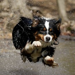Australian Shepherd All Grown Up from Starbound Aussies
