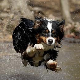 Australian Shepherd All Grown Up from Starbound Aussies