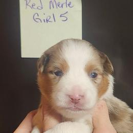 Girl 5 - Red merle female Miniature Australian Shepherd puppy in Hampton, Tennessee from TC Farms Stock Dogs - Miniature Australian Shepherds