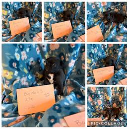 Big male 3 - Black male Pug puppy in Trenton, Tennessee from Brenda's Puppies