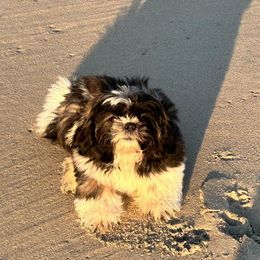 Shih Tzus from Little Lions the Shih Tzu Kingdom