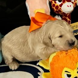 Princess Tiana - Cream female Goldendoodle puppy in Puyallup, Washington from Dawnie’s Doodles