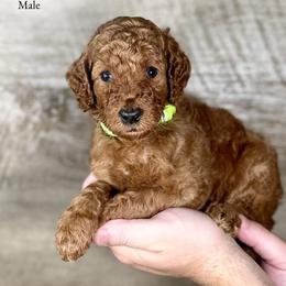 Jett - Red  male Poodle puppy in Abilene, Texas from Mesquite Kennels